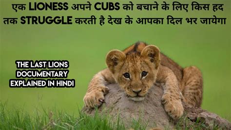 cub means in hindi
